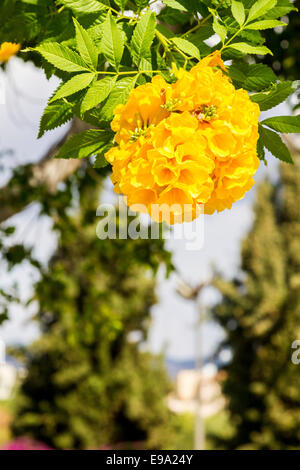 Coral Beach Hotel e Spar Cipro. Foto Stock