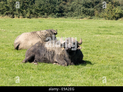 Due buffalo in inglese farm prato Foto Stock