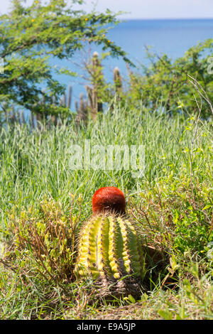 Turk cappuccio del cactus in St Martin Foto Stock