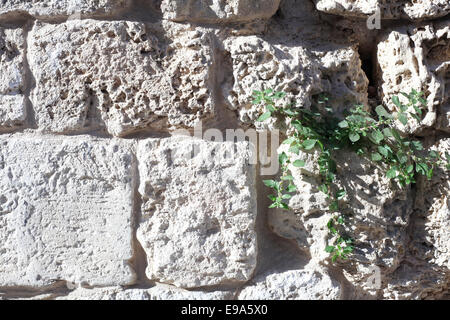 In prossimità di una parete costruita con Kurkar una pietra arenaria calcarea o fossili di mare dune di sabbia comune in Israele Foto Stock