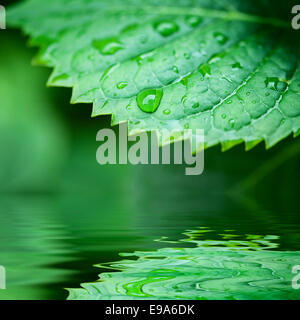 Foglie verdi che riflette nell'acqua Foto Stock