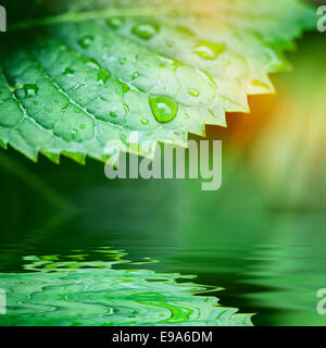 Foglie verdi riflessa nell'acqua closeup Foto Stock