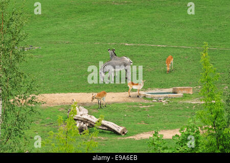 Mammiferi ungulati Foto Stock