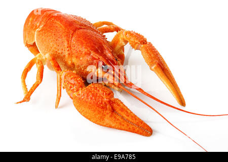 Grande red lobster isolato su bianco Foto Stock