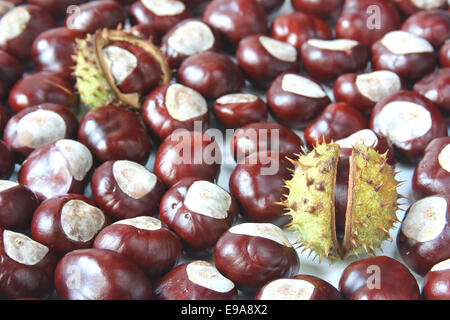 Ippocastano (Aesculus hippocastanum) Foto Stock