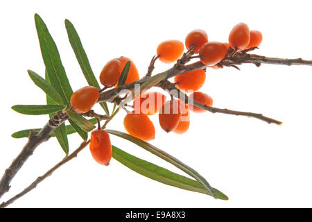 Mare comune frangola (Hippophae rhamnoides nota) Foto Stock