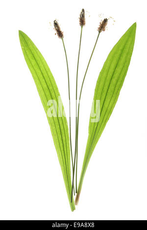 Ribwort piantaggine (Planzago lanceolata) Foto Stock