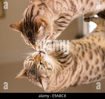 Arancione marrone Gatto bengala riflettendo a specchio Foto Stock