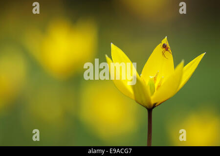 Tulip (Tulipa sylvestris) Foto Stock