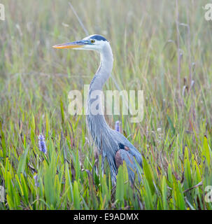 Airone blu in zone umide della Florida Foto Stock