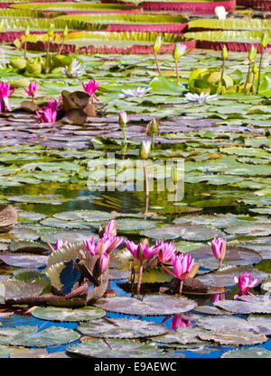 Ninfea Bianca (Nymphaea) Foto Stock