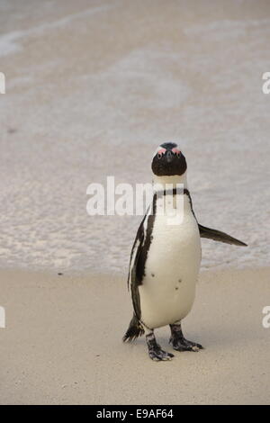 Pinguino africano (Spheniscus demersus) in spiaggia Foto Stock