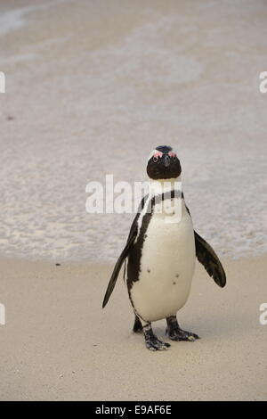 Pinguino africano (Spheniscus demersus) in spiaggia Foto Stock