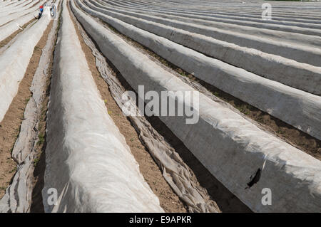 La piantagione di asparagi con un foglio di alluminio Foto Stock