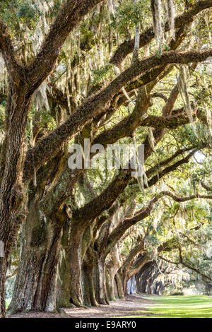 Viale di querce drappeggiati con muschio Spagnolo a Boone Hall Plantation in Mt Pleasant, Carolina del Sud. Foto Stock