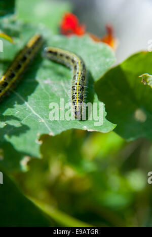 Large White o cavolo bianco Butterfly (Sarcococca brassicae) - caterpillar alimentazione su foglia i Nasturzi Foto Stock