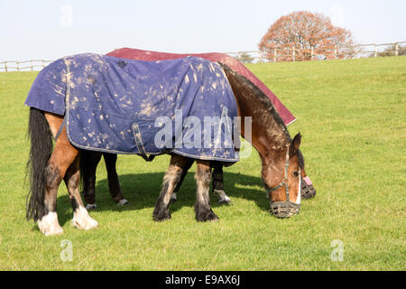 Due cavalli al pascolo Foto Stock