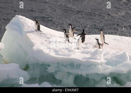 I Pinguini Adélie (Pygoscelis adeliae) in piedi su un glaçon, stretto di Bransfield, nel nord della penisola antartica, Antartide Foto Stock