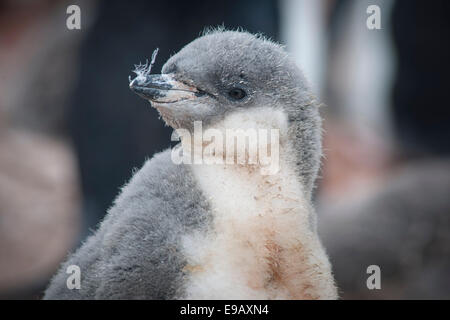 Pinguini Chinstrap (Pygoscelis antarcticus), pulcino, Hannah Point, Livingston Island, Antartide Foto Stock