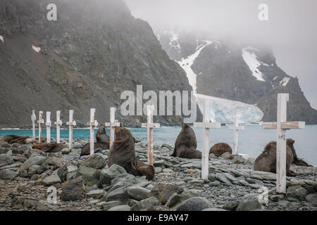 Antartico le foche (Arctocephalus gazella), un gruppo di tori nel cimitero della Base Argentina Orcadas stazione di ricerca Foto Stock