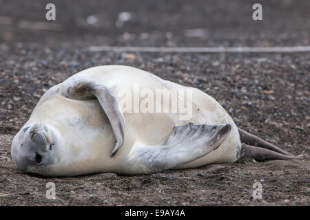 Guarnizione Crabeater (Lobodon carcinophagus) appoggiato sulla spiaggia, isola Deception, Penisola Antartica Foto Stock