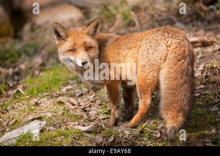 Red Fox (Vulpes vulpes vulpes), captive, Nord Reno-Westfalia, Germania Foto Stock