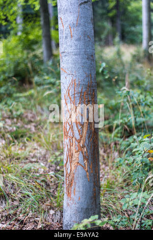 Europea di faggio (Fagus sylvatica), danneggiati da un cervo di palchi durante la stagione di solchi, Foresta Turingia, Turingia, Germania Foto Stock