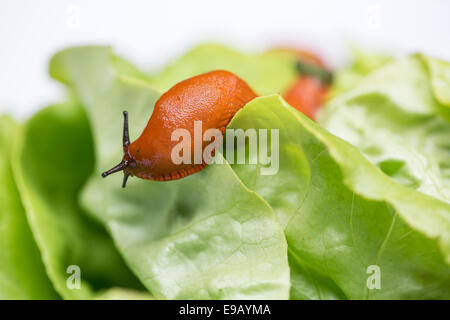 Rosso Grande Slug (Arion rufus), su una foglia di lattuga, Germania Foto Stock