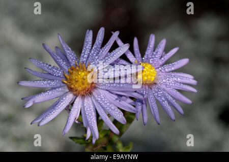 Unione Michaelmas Daisy o Starwort italiano (Aster amellus) Fiori con rugiada di mattina, Baden-Württemberg, Germania Foto Stock