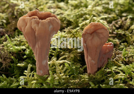 Club gigantesco fungo (Clavariadelphus pistillaris), Baden-Württemberg, Germania Foto Stock