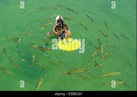 Femmine di anatra germano reale (Anas platyrhynchos) alimentazione sulla foglia di un bianco Ninfea Bianca (Nymphaea alba), con Comuni scarafaggi (Rutilus Foto Stock