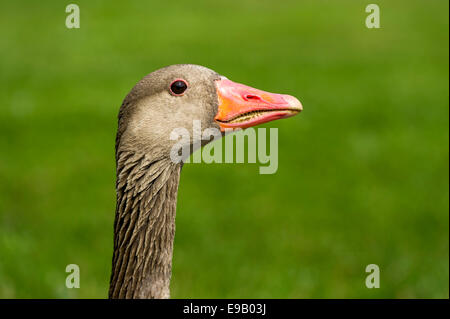 Graylag Goose (Anser anser), Baviera, Germania Foto Stock