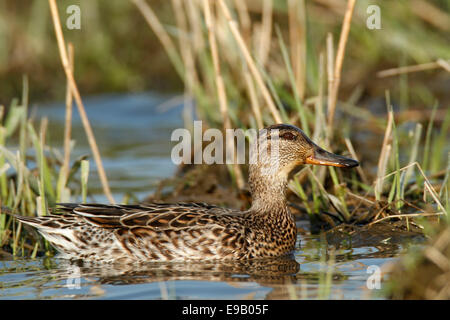 Comune (Teal Anas crecca), femmina, piastra Strohauser fiume isola, Bassa Sassonia, Germania Foto Stock