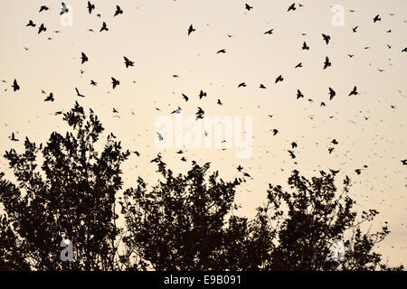 Stormo di uccelli, storni (Sturnus vulgaris) che circonda il loro albero a pelo, Italia Foto Stock