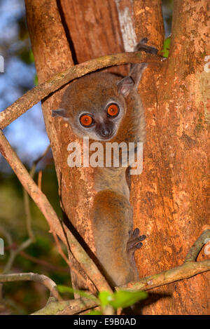 Ankarana lemure sportive (Lepilemur ankaranensis), Ankarana, il Parco nazionale del Madagascar Foto Stock