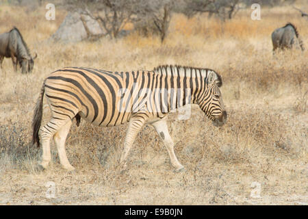 La Burchell Zebra (Equus quagga burchellii) e blu Gnu (Connochaetes taurinus), il Parco Nazionale di Etosha, Namibia Foto Stock