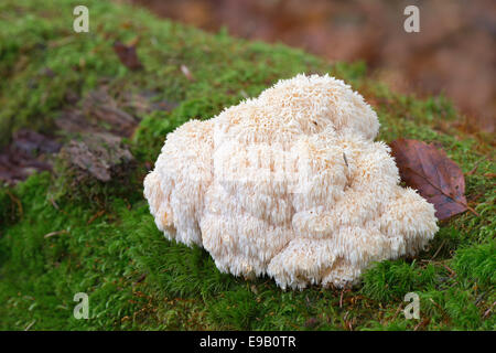 Coral dente (Hericium coralloides), un fungo Parco Nazionale della Foresta Bavarese, Baviera, Germania Foto Stock