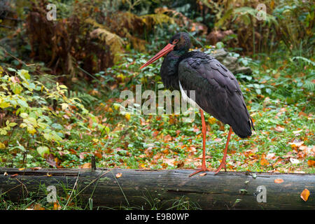 Cicogna Nera (Ciconia nigra), enclosure esterna, Parco Nazionale della Foresta Bavarese, Baviera, Germania Foto Stock