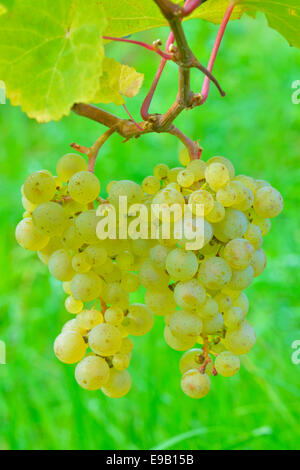 Uve mature, varietà Riesling, Rem Valley, Baden-Württemberg, Germania Foto Stock