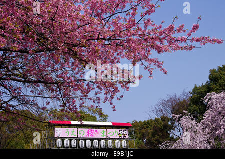 Fiore di Ciliegio albero in fiore all'entrata del Parco di Ueno a Tokyo in Giappone Foto Stock
