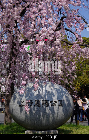 Shidarezakura (ciliegio piangente) Albero in piena fioritura all'entrata del Parco di Ueno a Tokyo in Giappone Foto Stock