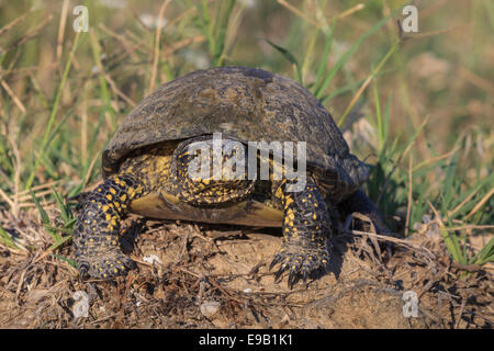 Unione tartaruga palustre (Emys orbicularis) Foto Stock