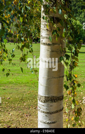 Betula pendula Tristis. La Betulla Foto Stock