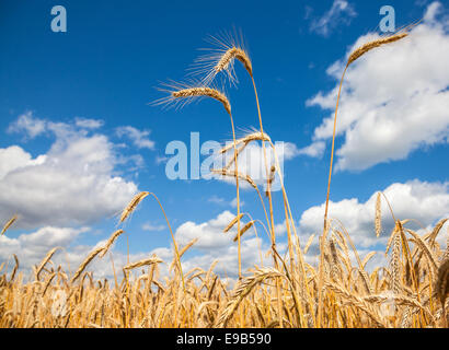 Golden campo di grano con cielo blu e nuvole in background. Foto Stock