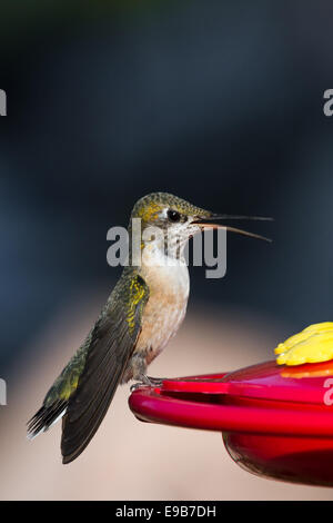 Bella close up di un ronzio di alimentazione di uccelli su una casa alimentatore decorativi Foto Stock