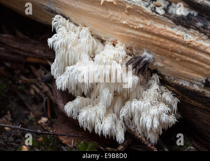 Dente di corallo fungo Hericium coralloides Foto Stock