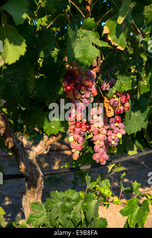 Le uve in vigna a milos in Grecia Foto Stock