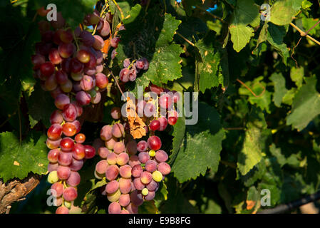 Le uve in vigna a milos in Grecia Foto Stock