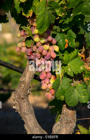 Le uve in vigna a milos in Grecia Foto Stock