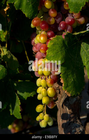 Le uve in vigna a milos in Grecia Foto Stock